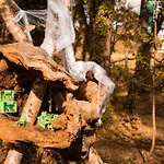 Bosque Maxico De Bonxe